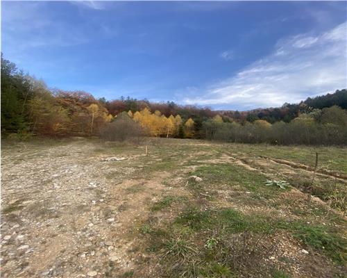 Teren Extravilan Timisul de Jos 1298 si drum 250 mp